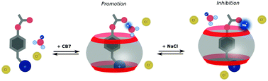 Graphical abstract: Effect of Na+ and K+ on the cucurbituril-mediated hydrolysis of a phenyl acetate