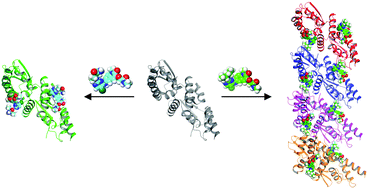 Graphical abstract: Small molecule modulation of protein polymerization