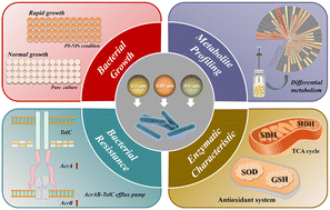 Graphical abstract: Polystyrene nanoplastics foster Escherichia coli O157:H7 growth and antibiotic resistance with a stimulating effect on metabolism