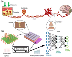 Graphical abstract: Lead-free AgBiI4 perovskite artificial synapses for a tactile sensory neuron system with information preprocessing function