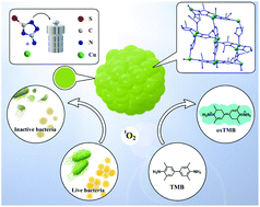 Graphical abstract: Copper metal organic framework as natural oxidase mimic for effective killing of Gram-negative and Gram-positive bacteria