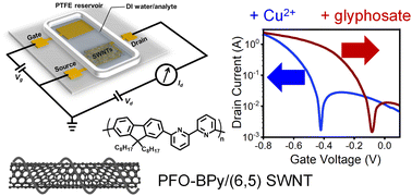 Graphical abstract: Networks of as-dispersed, polymer-wrapped (6,5) single-walled carbon nanotubes for selective Cu2+ and glyphosate sensing