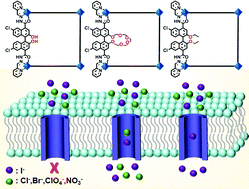 Graphical abstract: Metal–organic macrocycles with tunable pore microenvironments for selective anion transmembrane transport