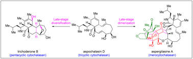 Graphical abstract: Recent advances in the total synthesis of cytochalasan natural products using bioinspired strategies