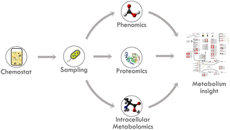 Graphical abstract: Molecular understanding of Eubacterium limosum chemostat methanol metabolism