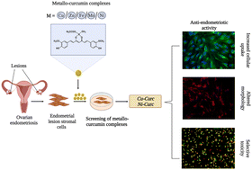 Graphical abstract: Transition metallo-curcumin complexes: a new hope for endometriosis?