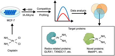 Graphical abstract: Discovery of cisplatin-binding proteins by competitive cysteinome profiling