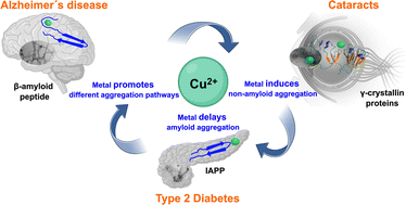 Graphical abstract: Copper binding and protein aggregation: a journey from the brain to the human lens