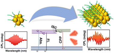 Graphical abstract: Dual emissive optically active gold nanoclusters endowed with circularly polarized phosphorescence