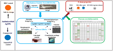 Graphical abstract: Functional silver-based nanomaterials affecting zebrafish development: the adverse outcomes in relation to the nanoparticle physical and chemical structure