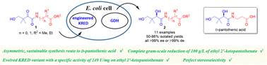 Graphical abstract: Engineered ketoreductase-catalyzed stereoselective reduction of ethyl 2′-ketopantothenate and its analogues: chemoenzymatic synthesis of d-pantothenic acid
