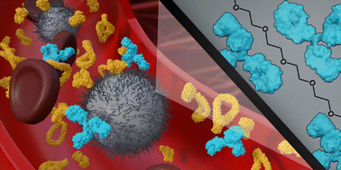 Graphical abstract: Anti-PEG antibodies enriched in the protein corona of PEGylated nanocarriers impact the cell uptake