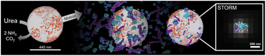 Graphical abstract: Unveiling protein corona formation around self-propelled enzyme nanomotors by nanoscopy