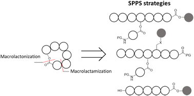 Graphical abstract: Macrocyclization strategies for the total synthesis of cyclic depsipeptides