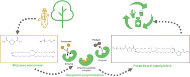 Graphical abstract: Enzymatically catalyzed furan-based copolyesters containing dilinoleic diol as a building block