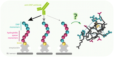 Graphical abstract: Sequence-defined antibody-recruiting macromolecules