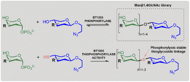 Graphical abstract: Reverse thiophosphorylase activity of a glycoside phosphorylase in the synthesis of an unnatural Manβ1,4GlcNAc library