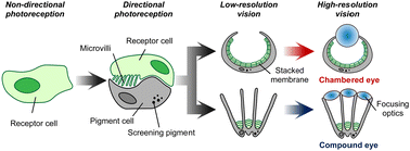 Graphical abstract: Evolution of natural eyes and biomimetic imaging devices for effective image acquisition