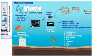 Graphical abstract: Surface functionalization, particle size and pharmaceutical co-contaminant dependent impact of nanoplastics on marine crustacean – Artemia salina