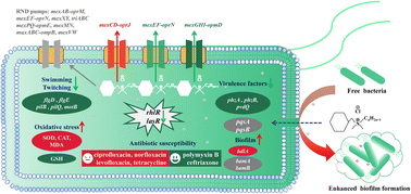 Graphical abstract: Co-culture of benzalkonium chloride promotes the biofilm formation and decreases the antibiotic susceptibility of a Pseudomonas aeruginosa strain