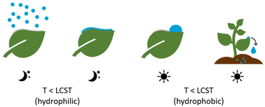 Graphical abstract: Water-harvesting polymer coatings for plant leaves