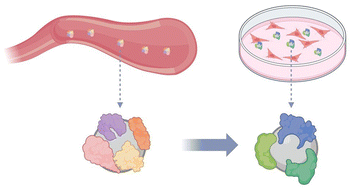 Graphical abstract: In vitro nanomaterial testing: unveiling biases through biomolecular corona influence