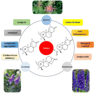 Graphical abstract: Overview of the chemistry and biological activities of natural atisine-type diterpenoid alkaloids