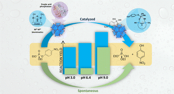 Graphical abstract: Phosphoester bond hydrolysis by a discrete zirconium-oxo cluster: mechanistic insights into the central role of the binuclear ZrIV–ZrIV active site