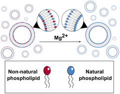 Graphical abstract: Mg2+-driven selection of natural phosphatidic acids in primitive membranes