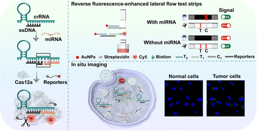 Graphical abstract: Amplification-free miRNA detection with CRISPR/Cas12a system based on fragment complementary activation strategy