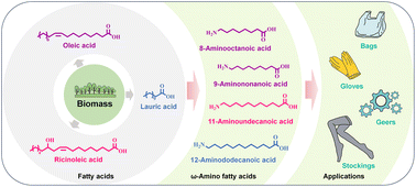 Graphical abstract: Multienzyme cascade synthesis of ω-amino fatty acids from vegetable-derived precursors for use as nylon monomers