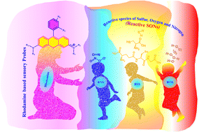 Graphical abstract: Design and application of rhodamine derivatives in redox biology: a roadmap of the last decade towards artificial intelligence