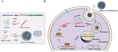 Graphical abstract: RNA-binding peptide and endosomal escape-assisting peptide (L2) improved siRNA delivery by the hexahistidine–metal assembly