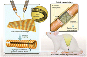 Graphical abstract: 4D-printed multifunctional hydrogels as flexible strain sensors and nerve conduits