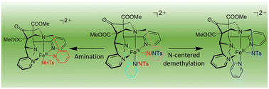 Graphical abstract: Elucidating decay pathways of bispidine–iron(iv)–tosylimido complexes: insights gained from decay products
