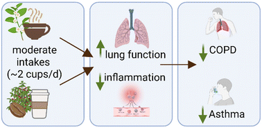 Graphical abstract: Tea and coffee intakes, COPD, adult asthma, and lung function in the UK Biobank