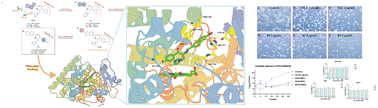 Graphical abstract: Design, synthesis, and antifungal activity of novel amide imidazole CYP51 inhibitors with aromatic fused ring hydrophobic side chains