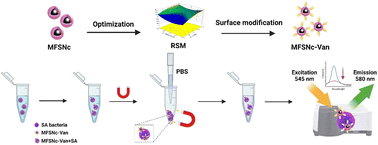 Graphical abstract: Design of an RSM-optimized magnetic–fluorescent nanoprobe utilizing geothermal silica for enhanced bacterial sensing
