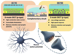 Graphical abstract: Application and challenges of organic electrochemical transistors in neuromorphic computing: bionic synapse and multi-mode integration