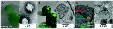 Graphical abstract: Revisiting staining of biological samples for electron microscopy: perspectives for recent research