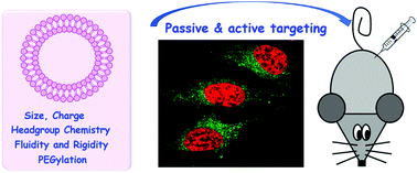 Graphical abstract: Targeted liposomal drug delivery: a nanoscience and biophysical perspective