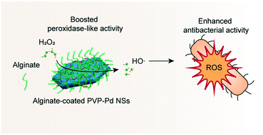 Graphical abstract: Emerging investigator series: enhanced peroxidase-like activity and improved antibacterial performance of palladium nanosheets by an alginate-corona