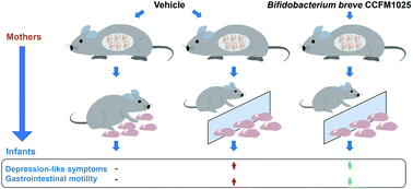 Graphical abstract: Perinatal transmission of a probiotic Bifidobacterium strain protects against early life stress-induced mood and gastrointestinal motility disorders