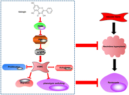 Graphical abstract: Galangin inhibits neointima formation induced by vascular injury via regulating the PI3K/AKT/mTOR pathway
