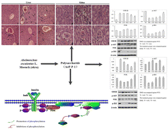 Graphical abstract: Structural characterization of a polysaccharide from Abelmoschus esculentus L. Moench (okra) and its hypoglycemic effect and mechanism on type 2 diabetes mellitus