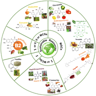 Graphical abstract: Photopolymerization using bio-sourced photoinitiators