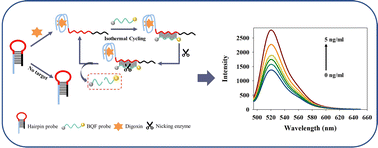 Graphical abstract: Digoxin detection for therapeutic drug monitoring using target-triggered aptamer hairpin switch and nicking enzyme-assisted signal amplification