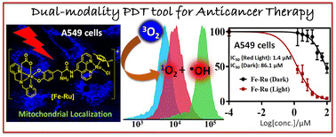 Graphical abstract: A red light-activable hetero-bimetallic [Fe(iii)–Ru(ii)] complex as a dual-modality PDT tool for anticancer therapy