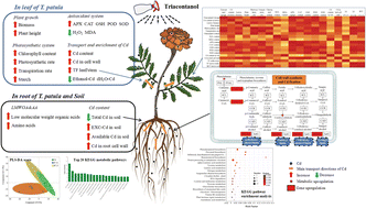 Graphical abstract: Elucidation of the mechanism by which the foliar application of triacontanol enhances Cd enrichment in Tagetes patula L. through morphological, metabolomic, and transcriptomic analyses