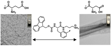 Graphical abstract: Multicomponent supramolecular hydrogels composed of cationic phenylalanine derivatives and anionic amino acids